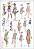 ��������� ������ ITD Collection - ���� - A4 - 