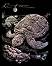     Royal & Langnickel -   -   - 