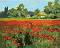    Newart -    - 50 x 40 cm - 