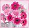    Ambiente Pink gerberas - 20  - 