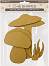   MDF Stamperia - 6    Hidden Grove - 