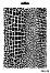  CADENCE -   - 21 x 29 cm - 