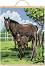         Royal & Langnickel -  - 30.5  40.6 cm - 
