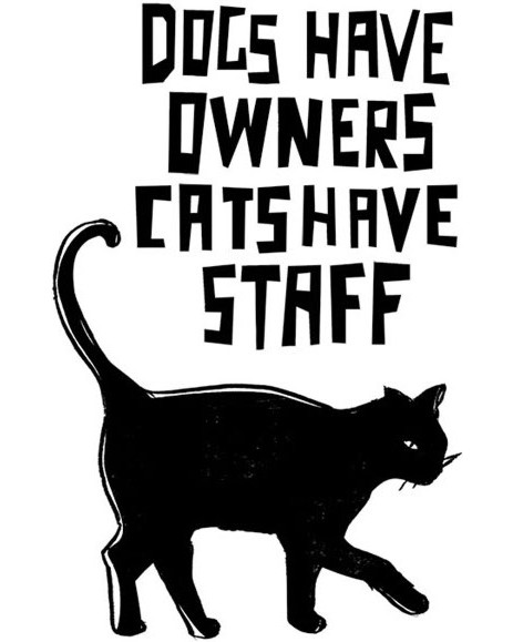   Stamperia - Cats Have Staff - 7 x 11 cm - 
