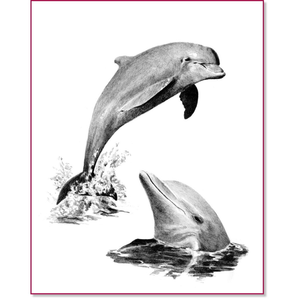 �������� �� ������ Royal & Langnickel - ������� - 23 x 30 cm � �������� ������ - 