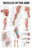 Muscles of the Arm - 