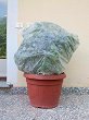 ��������� ������ ���������� Tenax Saccoclima