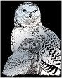   Royal & Langnickel -  - 20 x 25 cm - 
