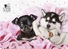�������� �� ���� Derform - 40 x 28.5 cm �� ���� Cleo & Frank Company - 