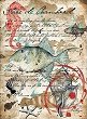   CADENCE -   