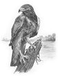    Royal & Langnickel - 