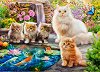 ��������� ��� - 