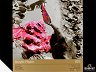     Royal Talens - 10 , 400 g/m<sup>2</sup>   Rembrandt - 