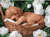 �������� �� ������ Ideyka - ���� ����� - 30 x 40 cm - 