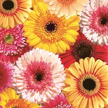    Daisy -  - 20  - 