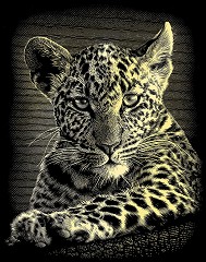   Reeves -  - 20 x 25 cm - 