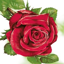    Maki -   - 20  - 