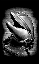   Reeves -  - 11 x 18 cm - 
