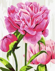    Rosa -  - 35 x 45 cm - 