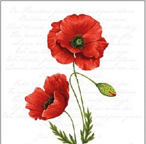    Ambiente Proud poppy - 20  - 