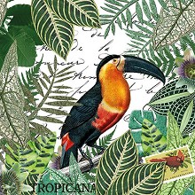    Ambiente Tropicana - 20  - 