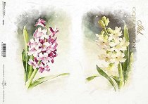 ��������� ������ ITD Collection - �������