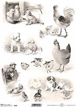��������� ������ ITD Collection - �������